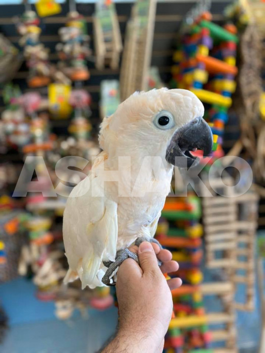 Umbrella Cockatoo