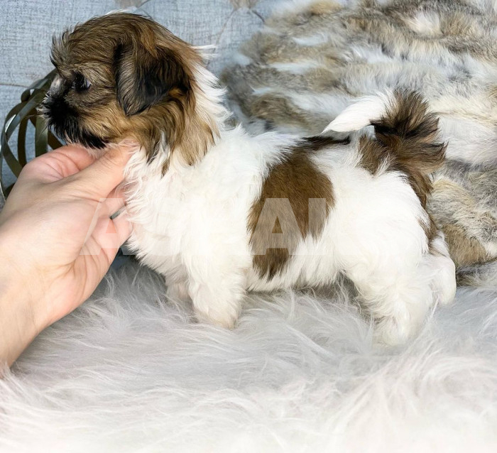 Yorkie Puppy 4 Image