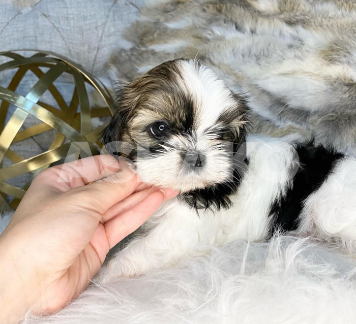 Yorkie Puppy 2 Image