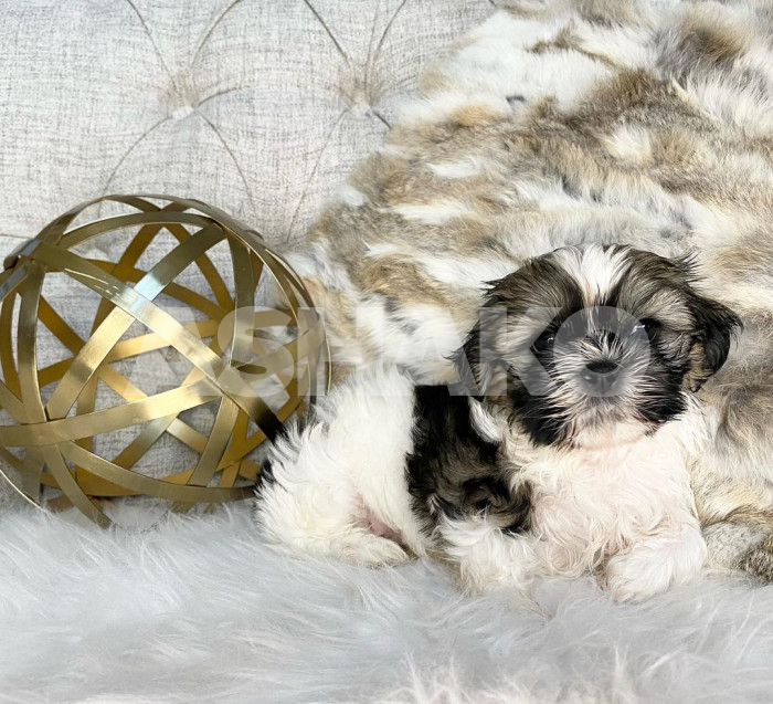 Yorkie Puppy 3 Image