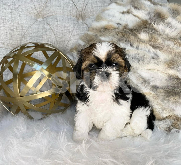 Yorkie puppy